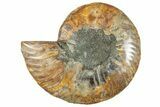 Cut & Polished Ammonite Fossil (Half) - Madagascar #282595-1